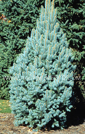 Ель колючая Исели Фастигиата (Picea pungens ‘Iseli Fastigiata’), С5, выс. 50-80 см