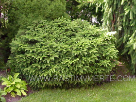 Ель обыкновенная Нидиформис (Picea abies Nidiformis) С5 В 30-40 см