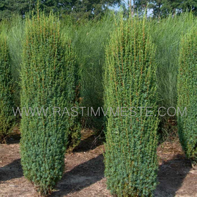 Можжевельник обыкновенный  Хиберника  (Juniperus  communis  ‘Hibernica’) С3