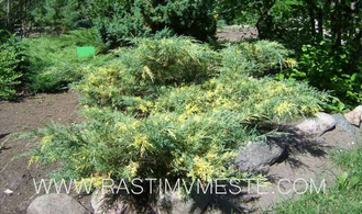 Можжевельник средний Блю энд Голд (Juniperus рfitzeriana Blue and Gold) С3.5 В.35-60 см