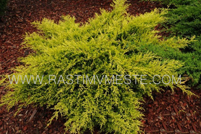 Можжевельник средний  Олд Голд  (Juniperus pfitzeriana ‘Old Gold’), С7,5, диам:60-70см