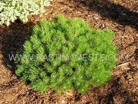 Сосна горная / муго Пумилио (Pinus mugo Pumilio) С 5 -7 выс. 50-60 см