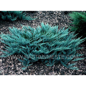 Можжевельник горизонтальный Блю Чип (Juniperus horisontalis Blue Chip) С3 Д.25-30 см