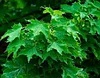 Клен Остролистный (Acer platanoides), С15, Выс. 170 см