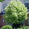 Клен Друммонди (Acer platanoides Drummondii) С20, выс. 200см
