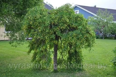 Карагана древовидная Пендула (Caragana arborescens Pendula) ШТАМБ С10 В.170 см