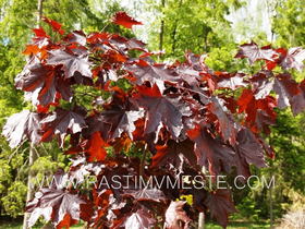 Клен остролистный Кримсон Центри (Acer platanoides ‘Crimson Sentry’), С15, выс:250 см