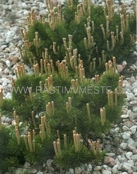 Сосна горная / муго Пумилио (Pinus mugo Pumilio) С20 выс.70 см диам.110 см