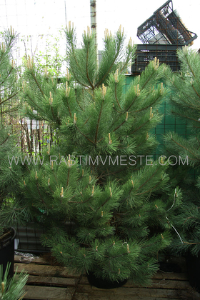 Сосна черная австрийская (Pinus nigra var. austriaca) С50 выс 140-150 см 