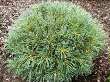 Сосна веймутова / стробус Радиата (Pinus strobus Radiata)  С5, выс. 15-20 см