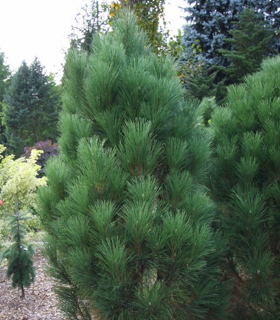 Сосна черная Грин Тауэр (Pinus nigra Green Tower), С10, выс. 115-130 см