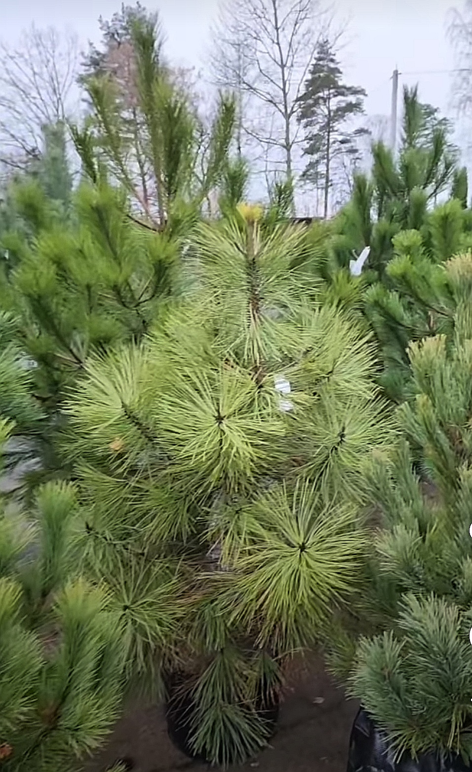 Сосна Жеффрея (Pinus jeffreyi) С5, выс. 35-50 см