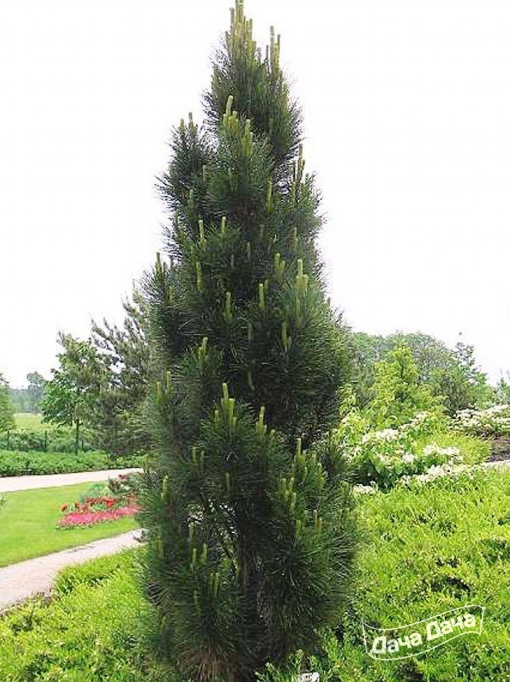 Сосна черная Пирамидалис (Pinus nigra Pyramidalis) С5 выс. 30 см