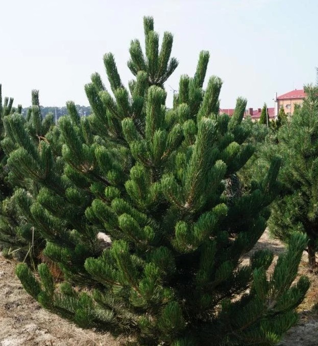 Сосна черная австрийская (Pinus nigra var. austriaca) С50 выс 175-200 см