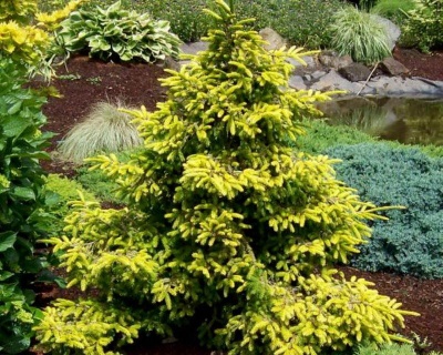 Ель обыкновенная Ауреа (Picea abies Aurea), С5, выс. 50-70 см