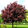 Клён  остролистный Роял Ред (Acer platanoides Royal Red), С150