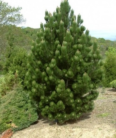 Сосна Гельдрейха (сосна боснийская, сосна белокорая, Pinus heldreichii)  С5 выс. 65 см