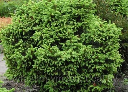 Ель обыкновенная Охлендорфи (Picea abies Ohlendorffii), формированная, С10, выс. 50-70см, диам. 40-50см
