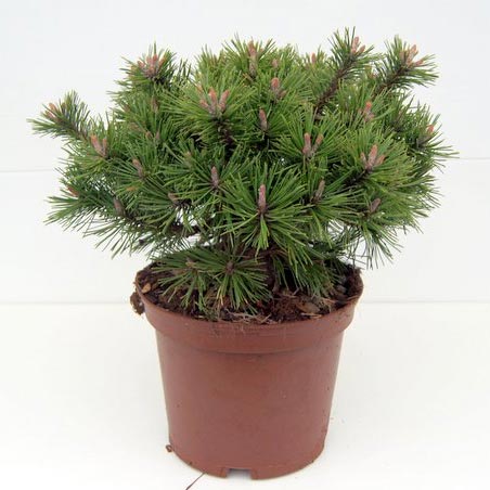 Сосна горная Хампи (Pinus mugo Humpy) С5 выс. 35 см.