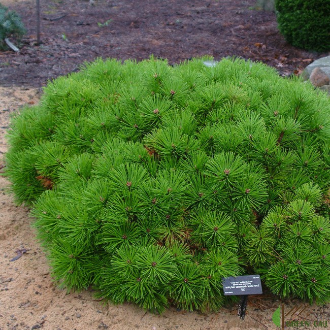Сосна густоцветковая Лоу Глоу (Pinus densiflora Low Glow)  С10, выс. 45-50 см