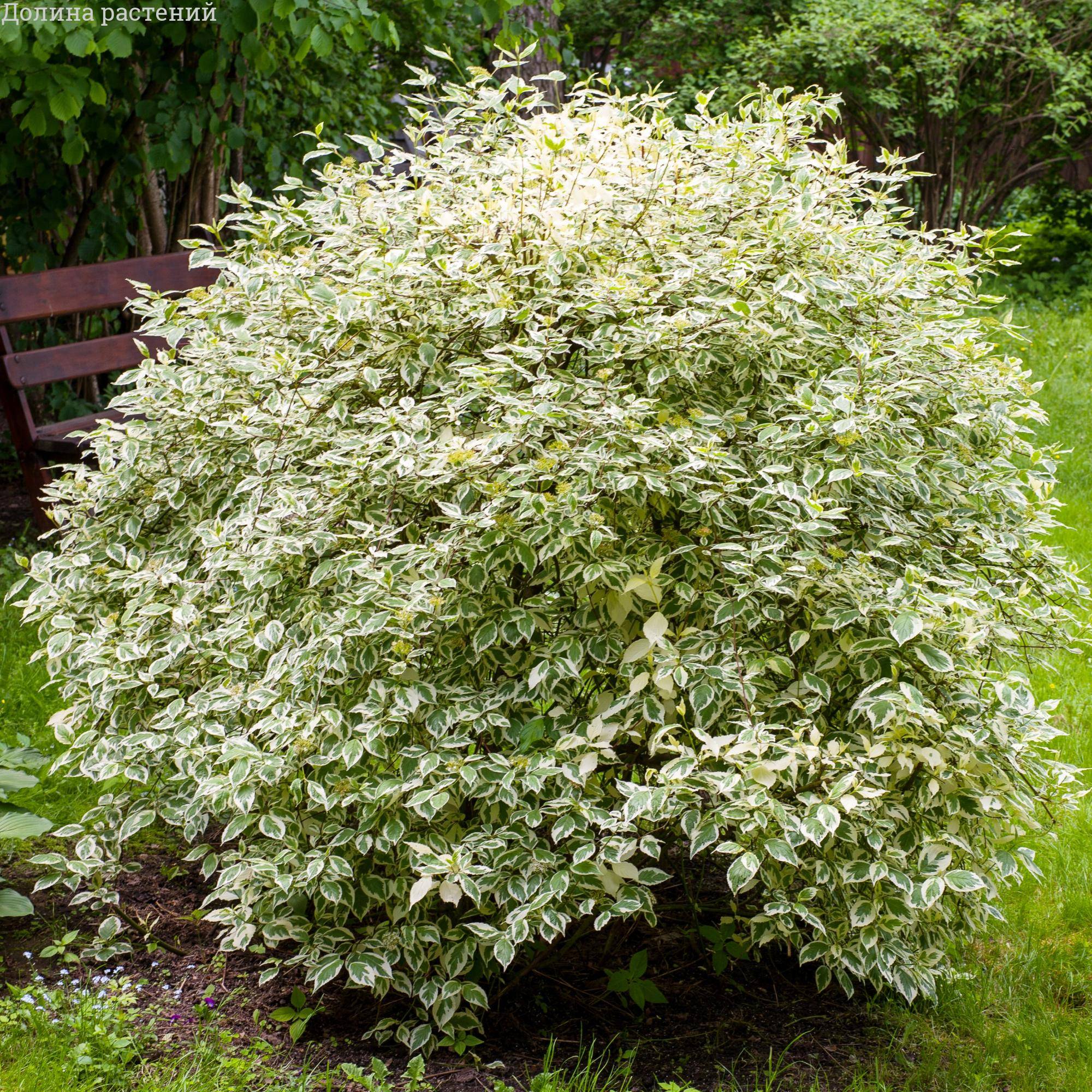 Дерен белый Элегантиссима (Cornus alba 'Elegantissima') С5, выс. 100-150 см