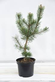Сосна унцината / унчината крючковатая (Pinus uncinata) С2 выс.20-50см.