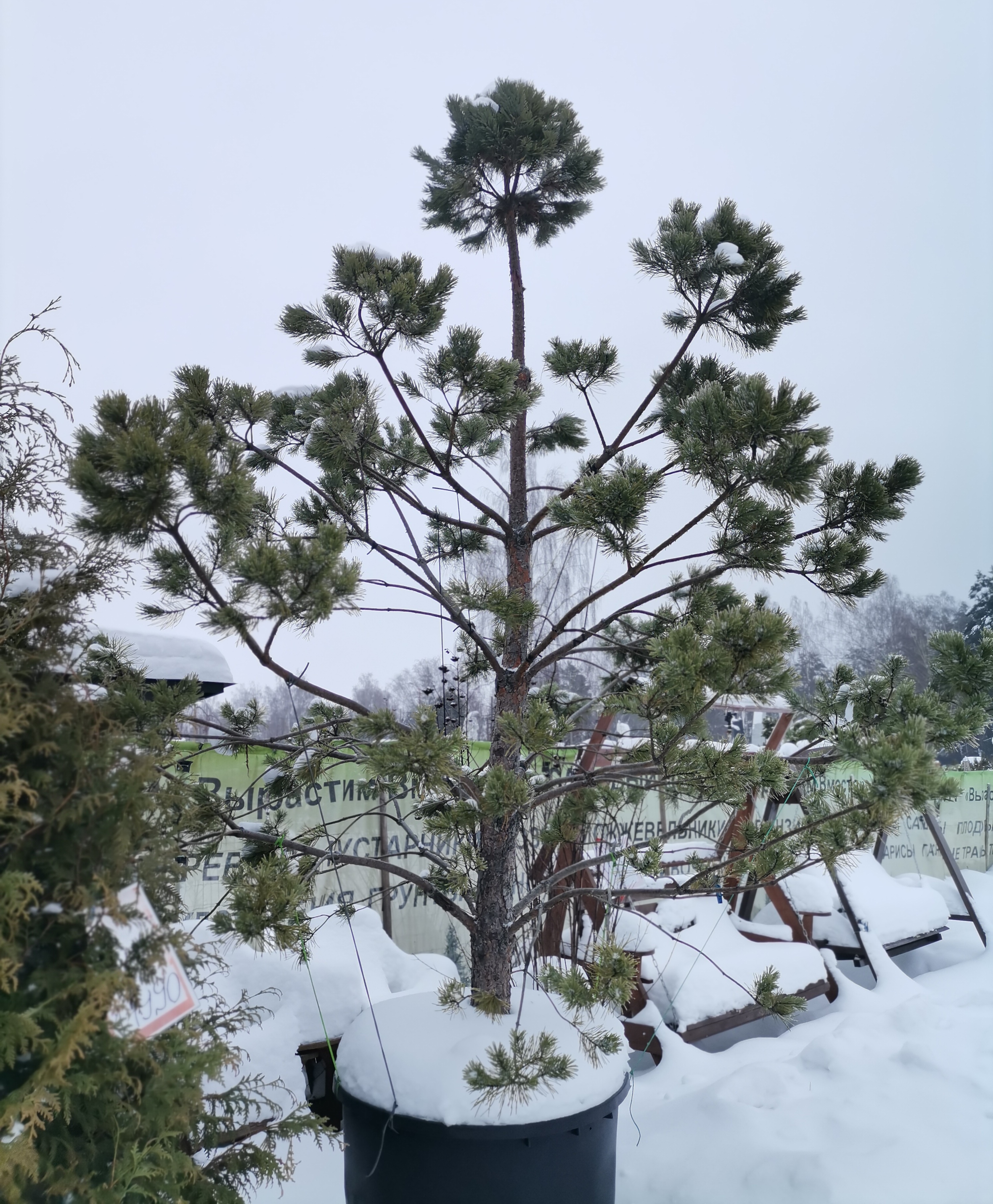 Сосна (бонсай) унцината / унчината крючковатая (Pinus uncinata) С200 выс.400 см. 