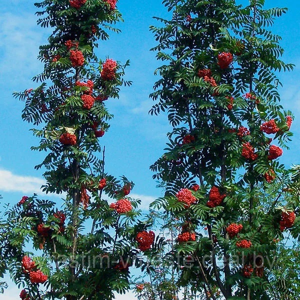 Рябина обыкновенная Фастигиата (Sorbus aucuparia Fastigiata) С10 В.200 см
