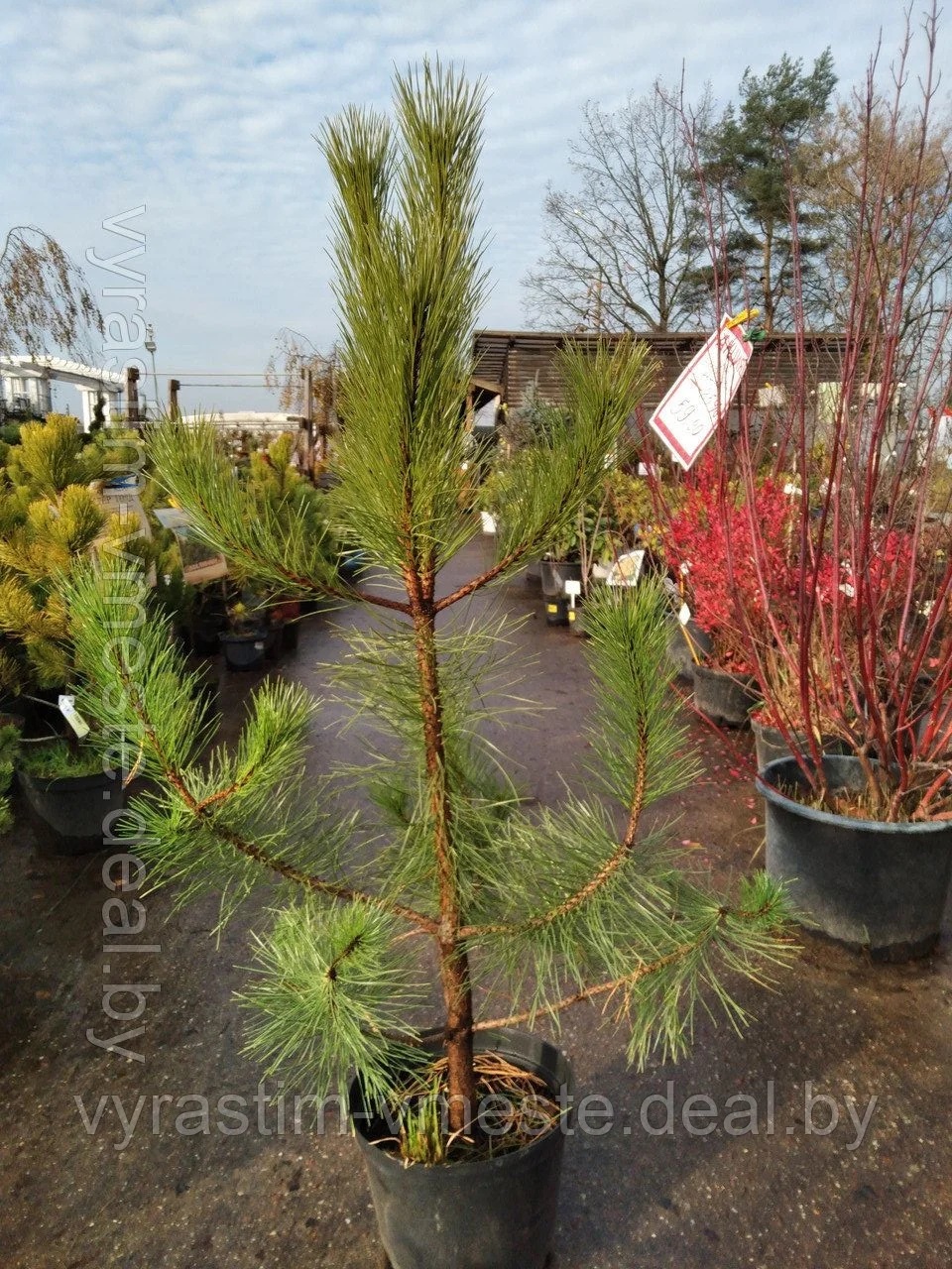 Сосна унцината крючковатая (Pinus uncinata) С20 выс.110-120см.