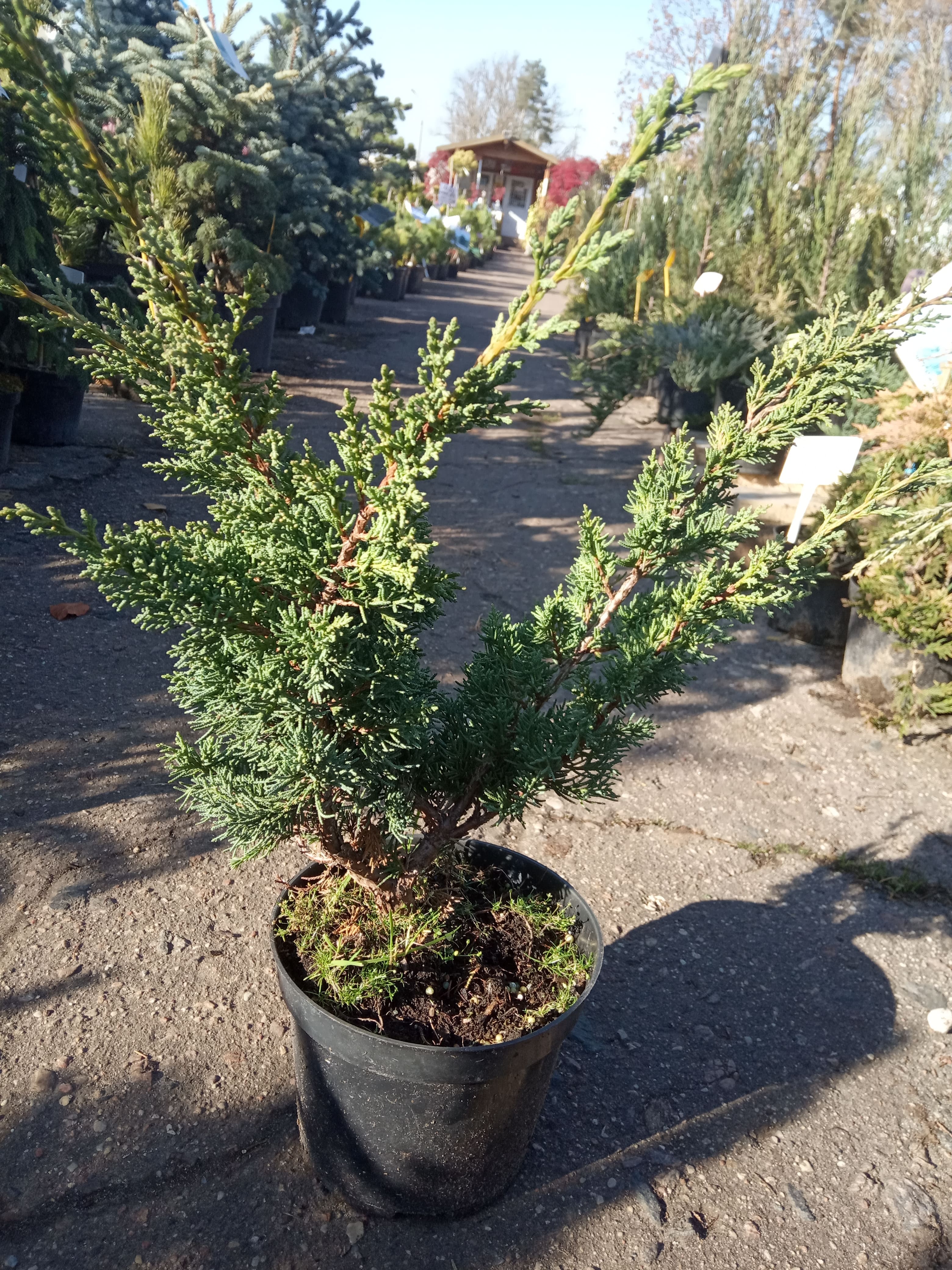 Можжевельник китайский «Блау»  (Juniperus chinensis «Blaauw» ) С5 В.40-50 см