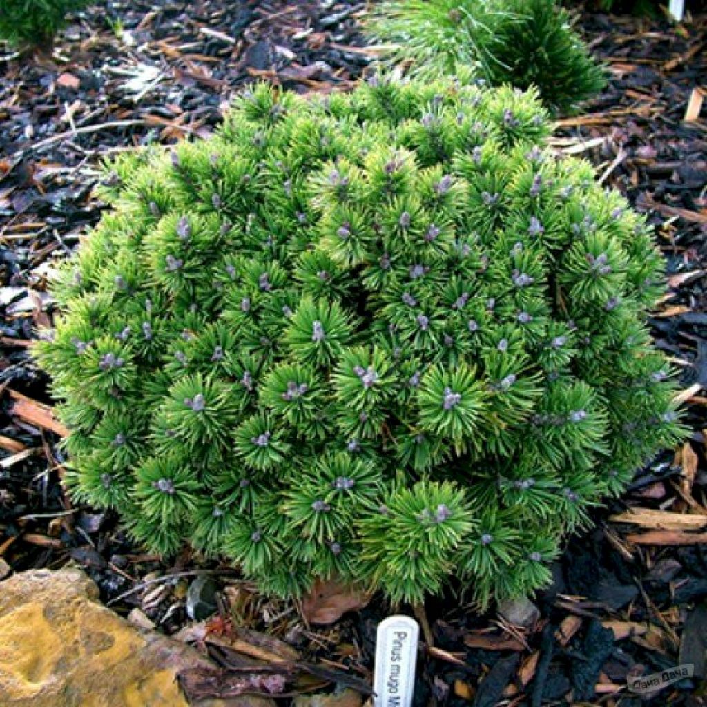 Сосна горная Миникин (Pinus mugo Minikin) С5 Выс 60 см