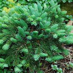 Ель мариорика махала (Picea x lutzii 'Machala') С5-7,5 В.60-70 см