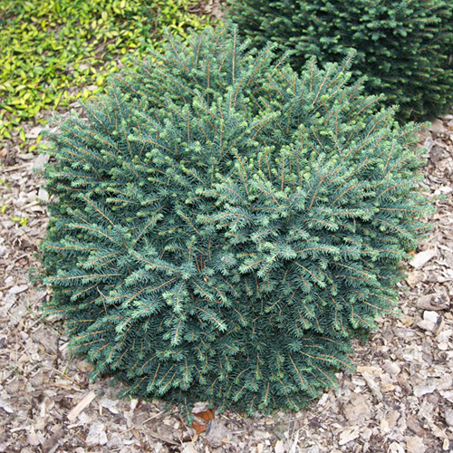 Ель сербская Карел (Picea omorika Karel), С35, выс.50-60 см