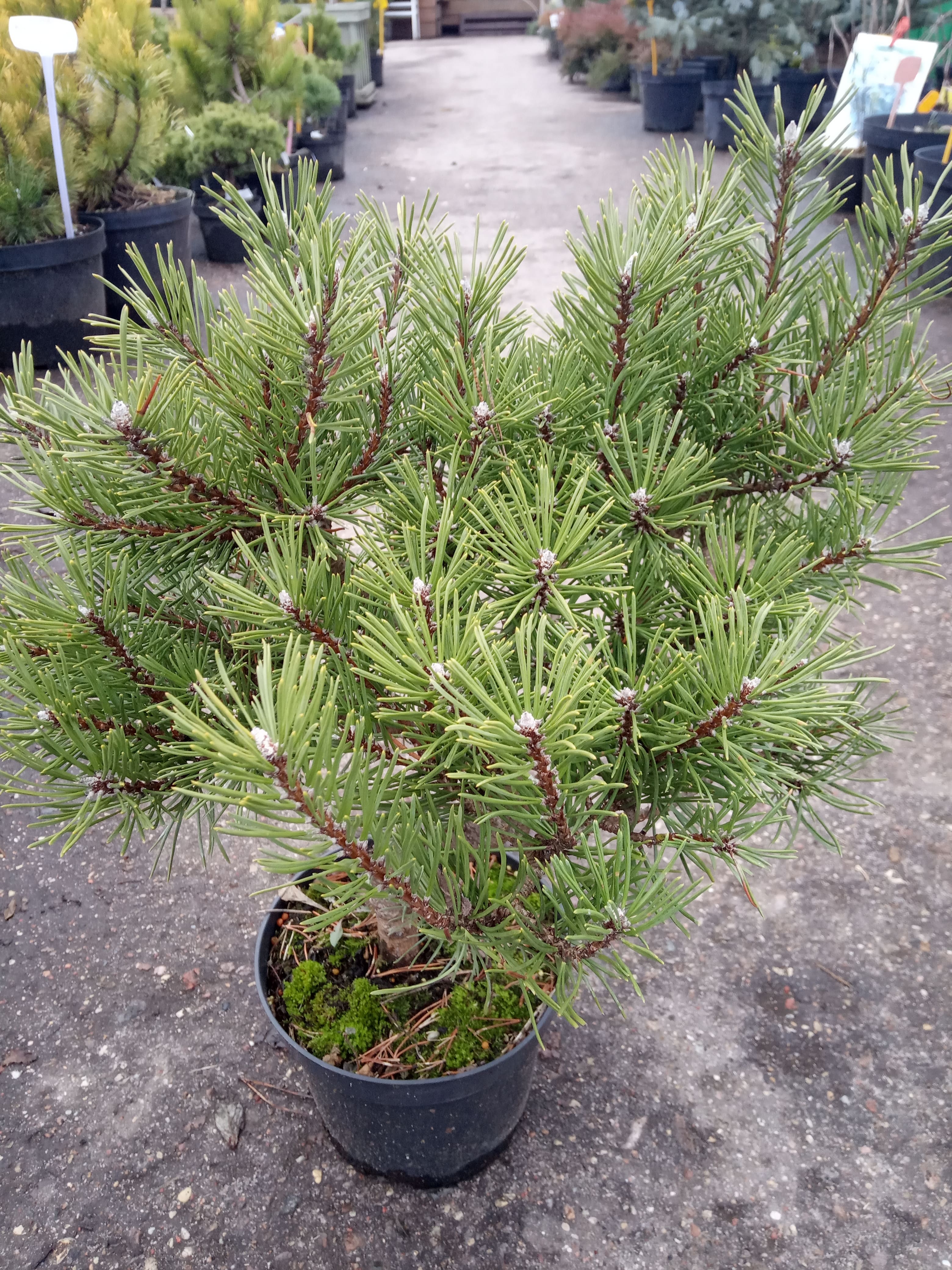 Сосна горная Тайга (Pinus mugo Tajga) С5 выс. 50-55 см