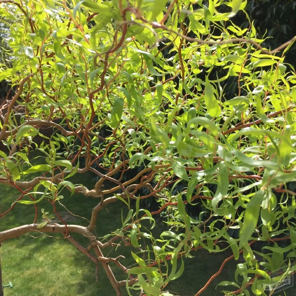 Ива Матсудана Эритрофлексуоза (Salix matsudana 'Erythroflexuosa') С2, выс: 90-100 см