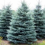 Пихта одноцветная (Picea concolor) С3, выс 60 см