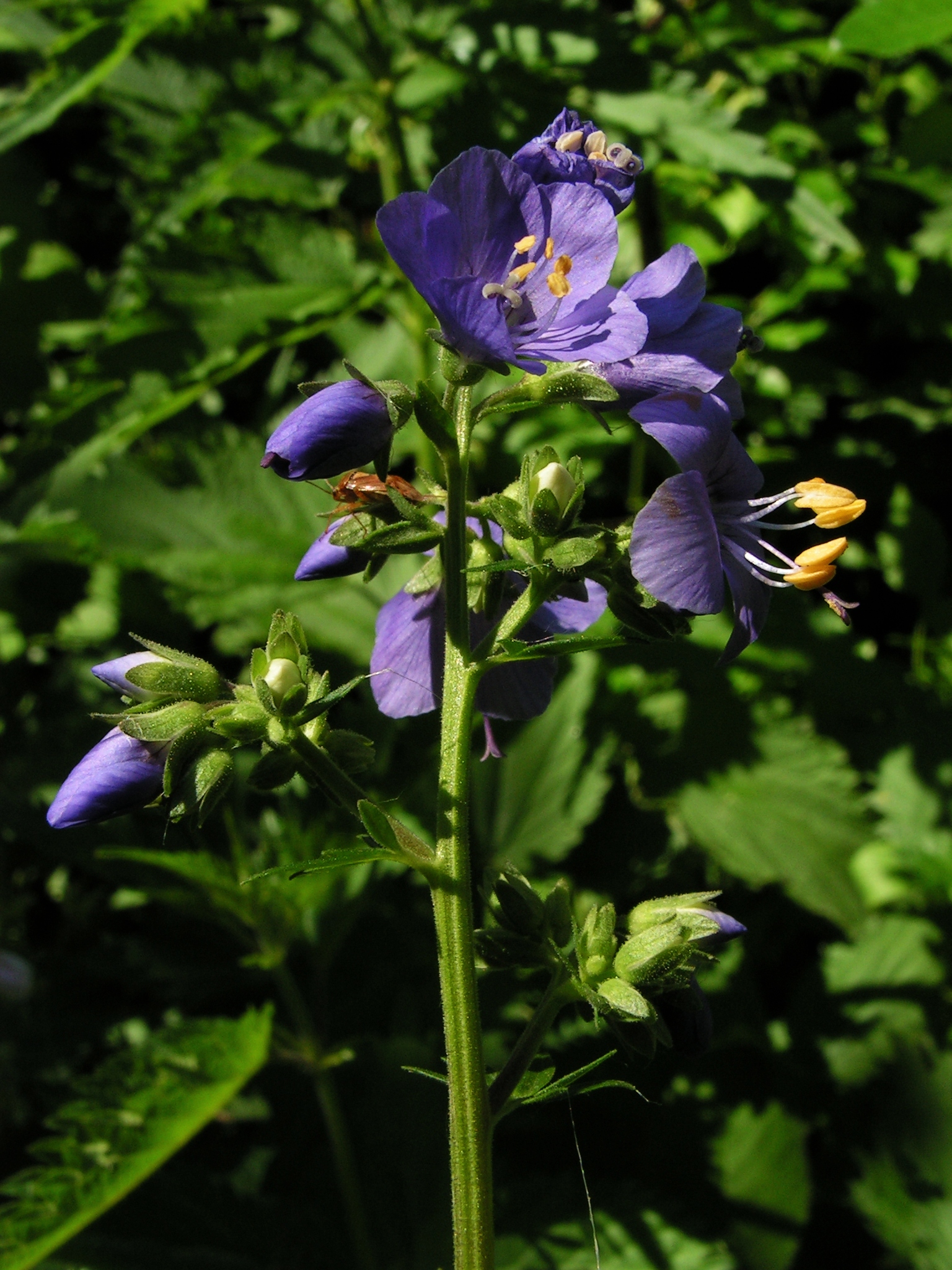 Синюха голубая, или лазурная (Polemonium caeruleum) С5