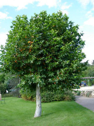 Платан кленолистный (Platanus acerifolia) С15, выс. 300 см