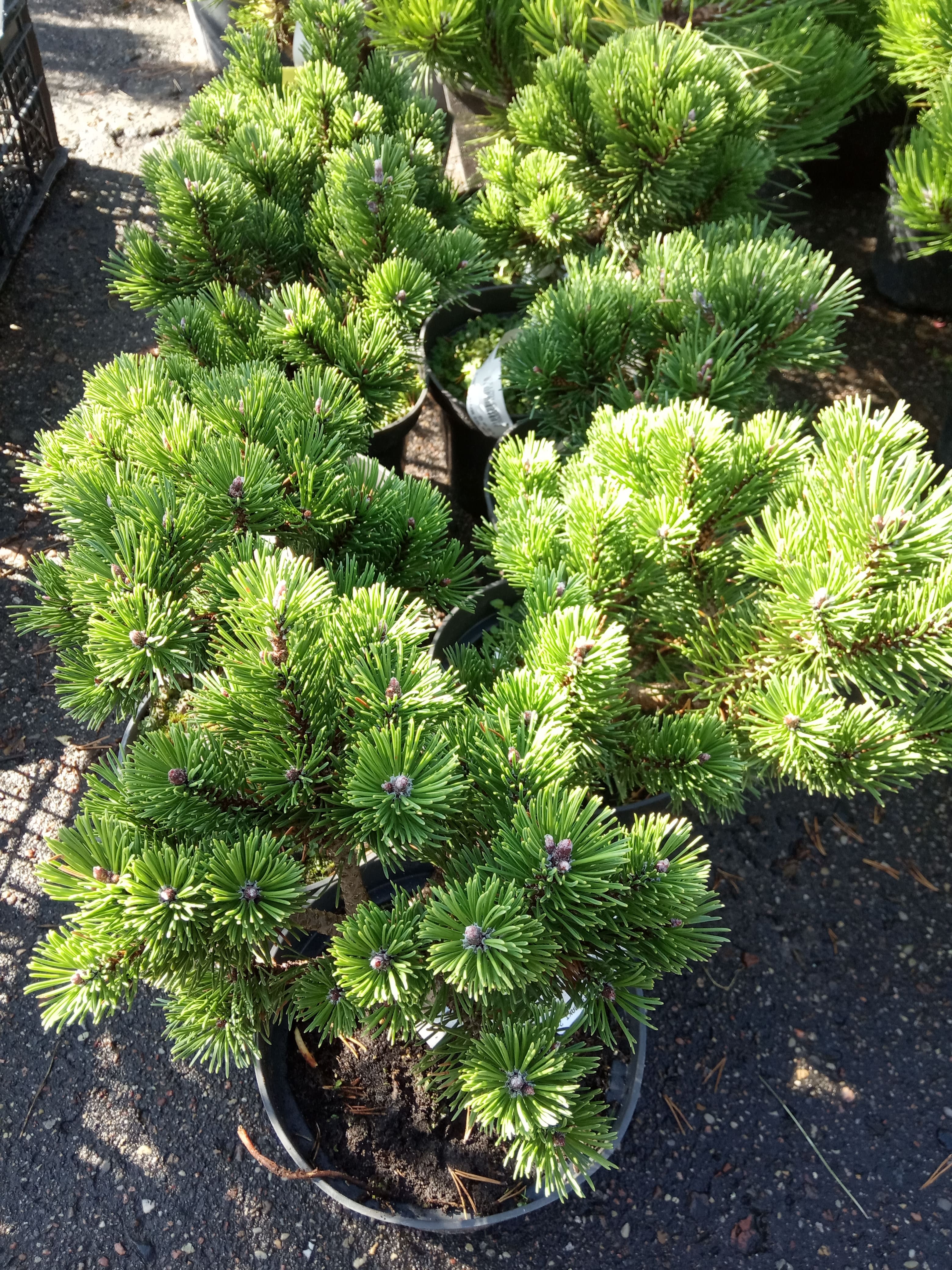 Сосна горная Шервуд Компакт (Pinus mugo Sherwood Compact) С5, 20-25 см
