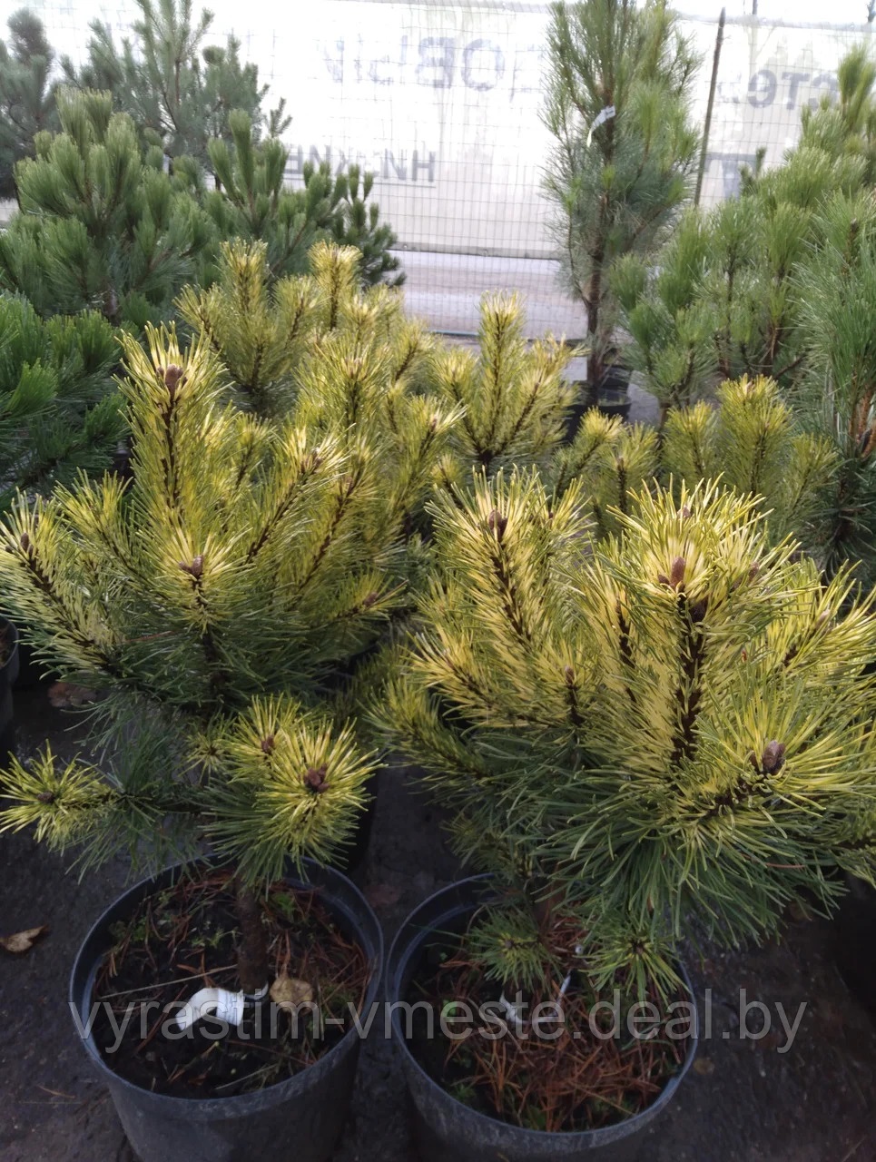 Сосна горная Саншайн (Pinus mugo Sunshine)  С7 выс. 50 см диам.40-45 см