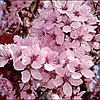 Черемуха  виргинская Шуберт(Prunus virginiana `Shubert) С40, РП