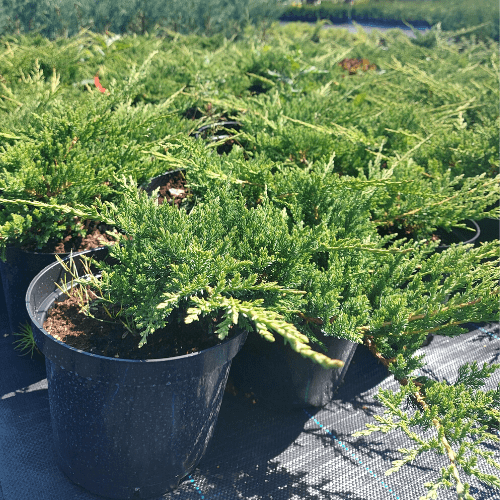 Можжевельник казацкий Тамарисцифолия. (Juniperus sabina ‘Tamariscifolia’),С3, диам:30-35см