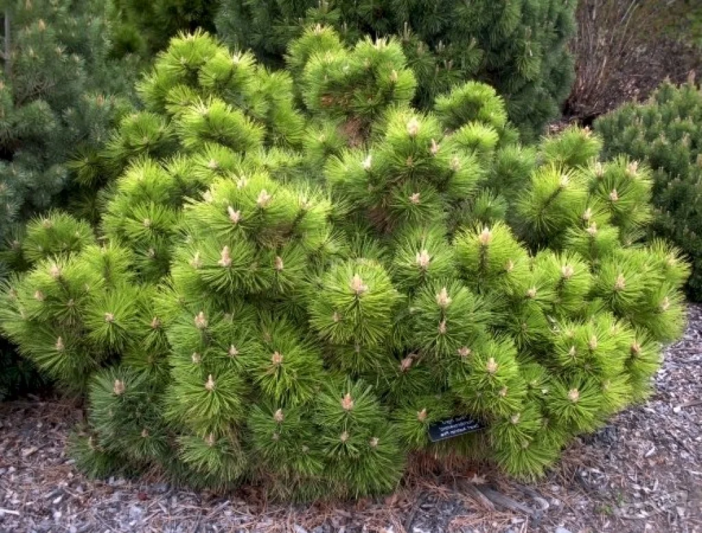 Сосна черная Хорнибрукиана  (Pinus nigra Hornibrookiana) С5, 35-40 см