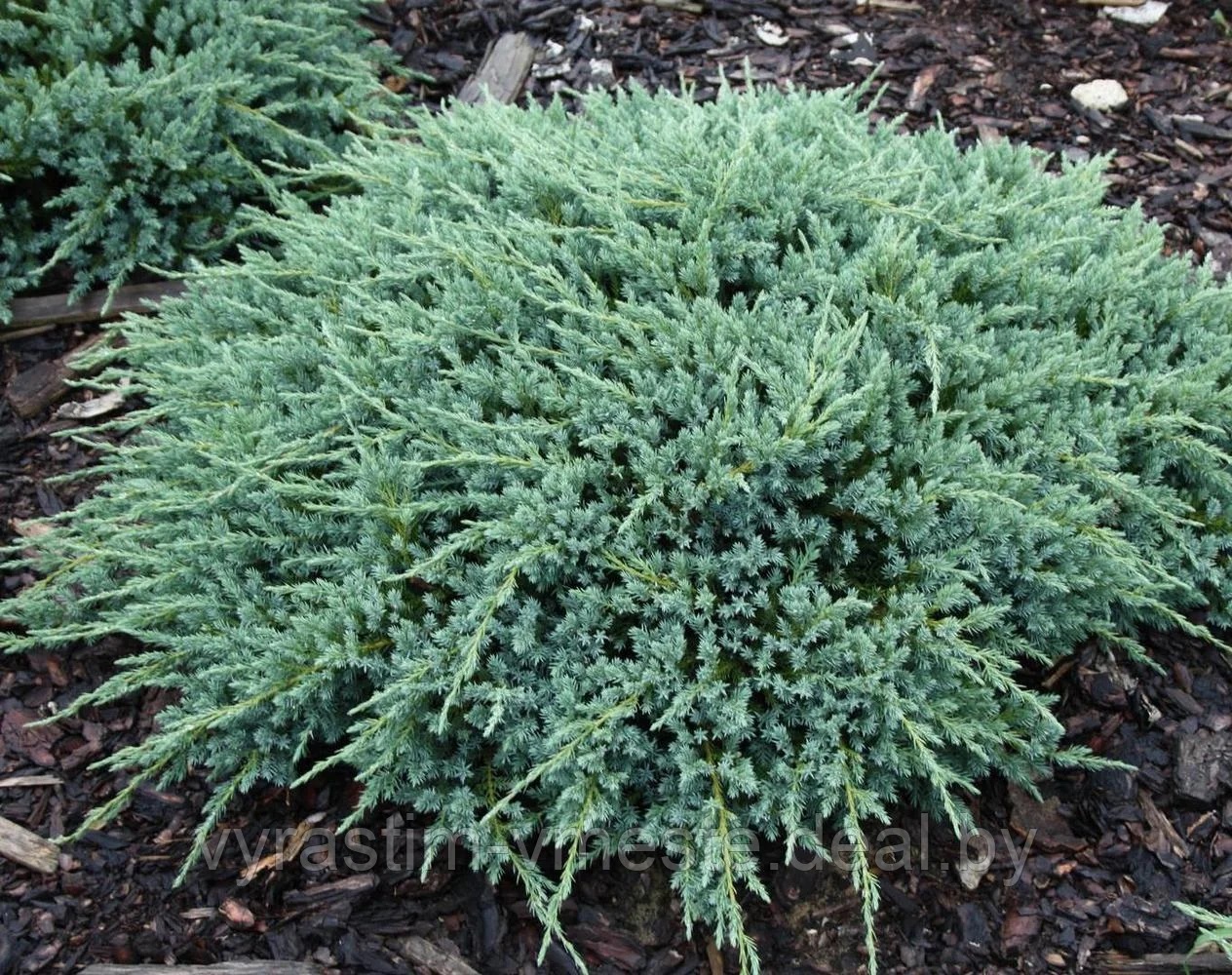 Можжевельник чешуйчатый Блю Карпет (Juniperus squamata 'Blue Carpet’) С5 Д.65-70 см