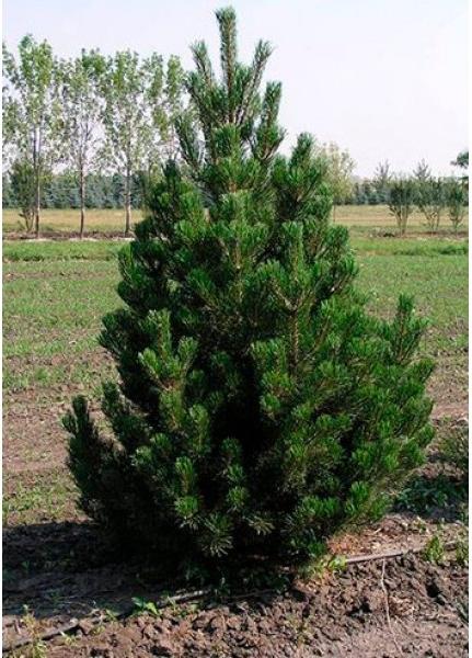 Сосна унцината / унчината крючковатая (Pinus uncinata) С50 выс.120см