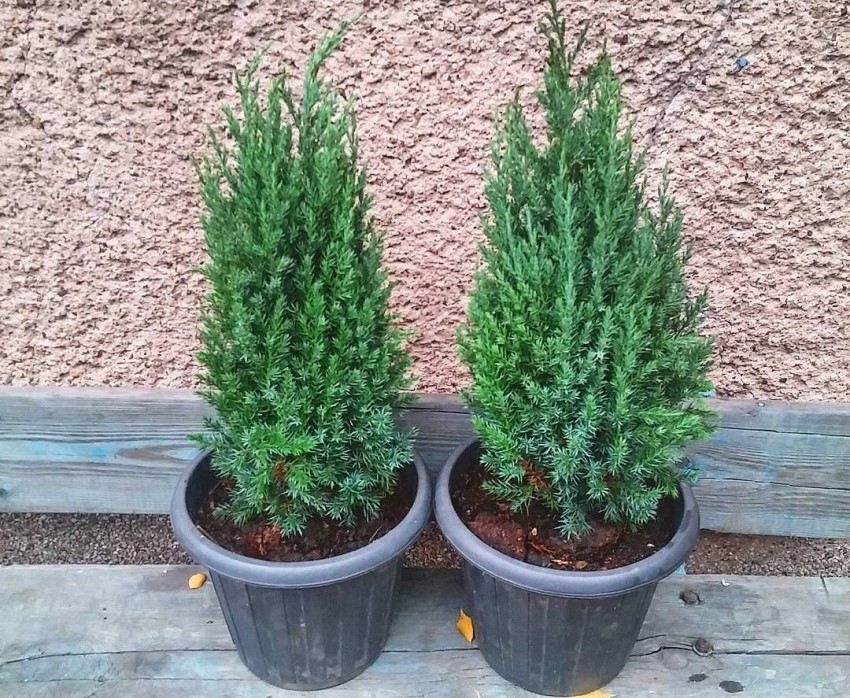 Можжевельник китайский Стрикта  (Juniperus  chinensis ‘Stricta’), С3, выс:30-40см
