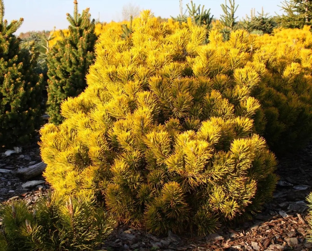 Сосна горная Десембр голд (Pinus mugo December Gold) С7 выс. 35-40