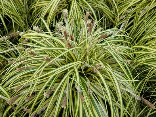 Осока береговая Вариегата (Carex riparia ‘Variegata’) С3