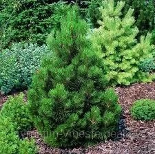 Сосна белокорая Малинки (Pinus heldreichii Malinki) С7.5-10 Выс. 70-75 см