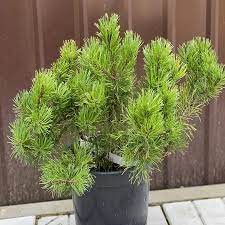 Сосна горная Хайнис / Хейнис Триумф (Pinus mugo Heinis Triumph) С5 выс. 35-40 см